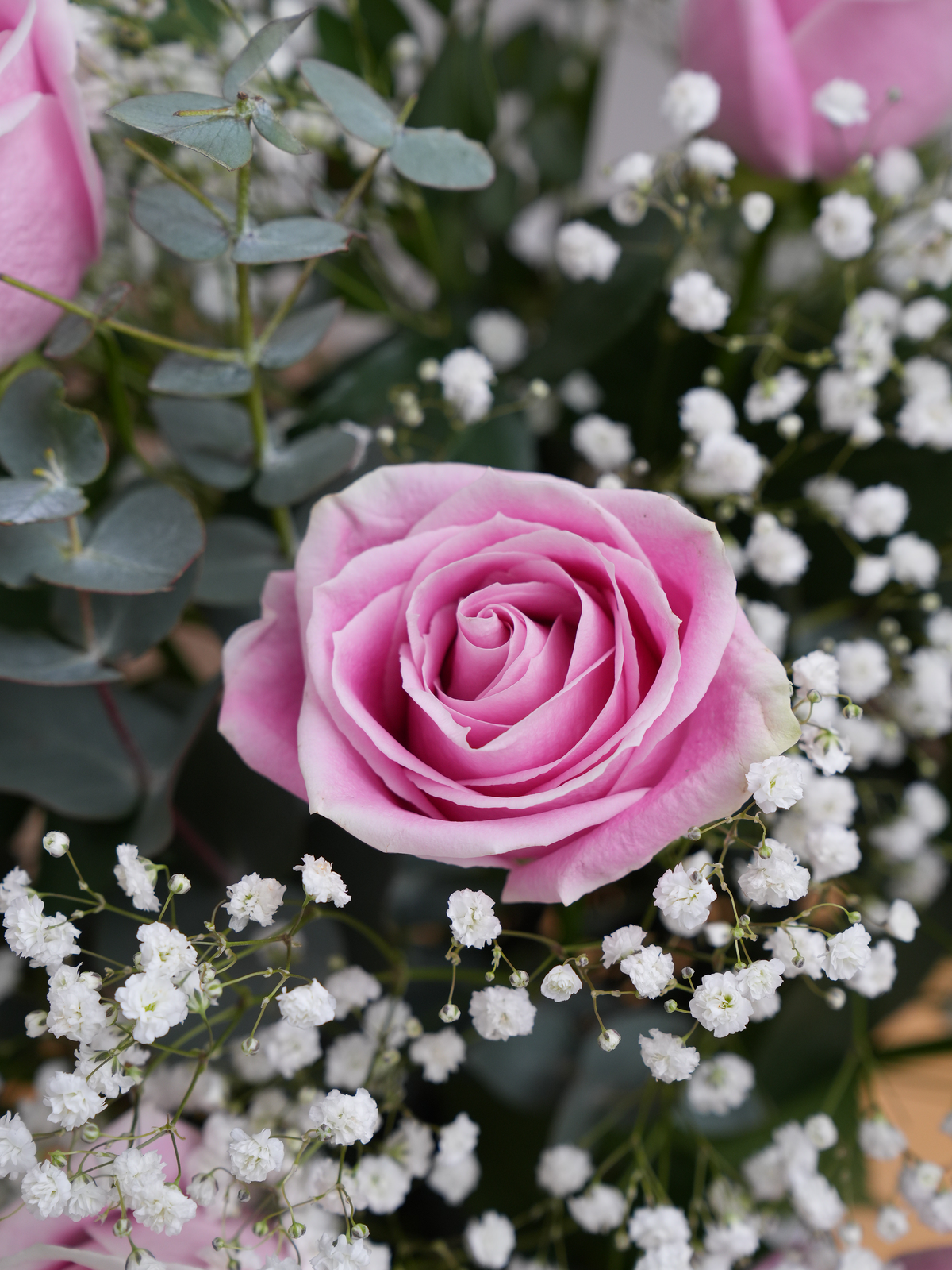 12 Pink roses with a vase