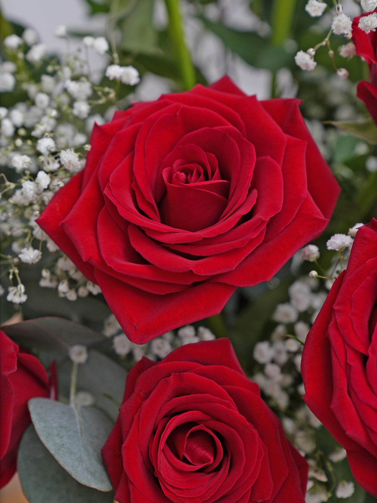 Valentine 12 Long Stem Red Roses - Vase